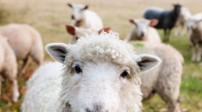 APIA efectuează plata ajutorului de stat în sectorul creșterii animalelor