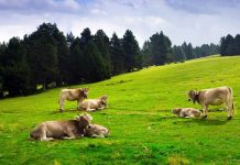 Au fost aprobate cuantumurile pentru sprijinul cuplat în sectorul zootehnic