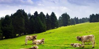 Au fost aprobate cuantumurile pentru sprijinul cuplat în sectorul zootehnic