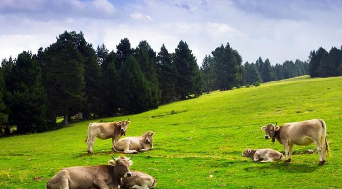 Au fost aprobate cuantumurile pentru sprijinul cuplat în sectorul zootehnic