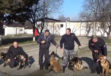 Cinci ciobănești germani și belgienii, noii colegi ai jarndarmilor din Gorj!