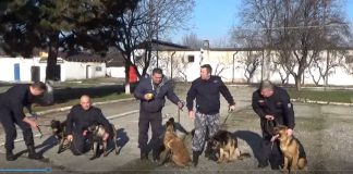 Cinci ciobănești germani și belgienii, noii colegi ai jarndarmilor din Gorj!