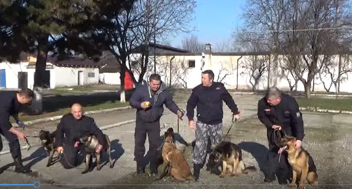 Cinci ciobănești germani și belgienii, noii colegi ai jarndarmilor din Gorj!