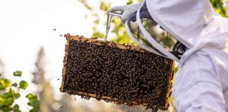 APIA efectuează plata ajutorului de minimis pentru sectorul apicol