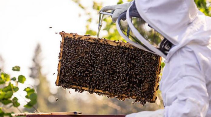APIA efectuează plata ajutorului de minimis pentru sectorul apicol