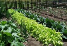 Agricultura pe înțelesul tuturor – Recolte multiple de legume prin asocierea culturilor