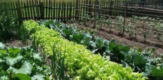 Agricultura pe înțelesul tuturor – Recolte multiple de legume prin asocierea culturilor