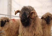 15 decembrie, termen pentru depunerea cererilor de solicitare a ajutorului de stat în sectorul creşterii animalelor