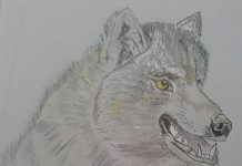 Povești din pădure – Lupușor cel cu minte