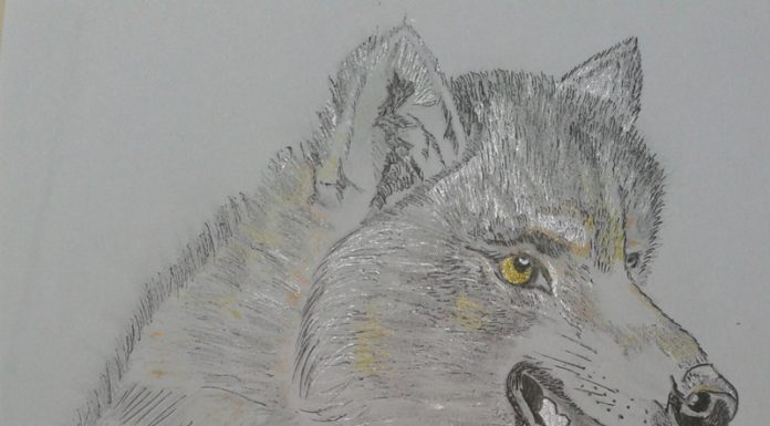 Povești din pădure – Lupușor cel cu minte