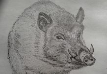 Povești din pădure – Groștei