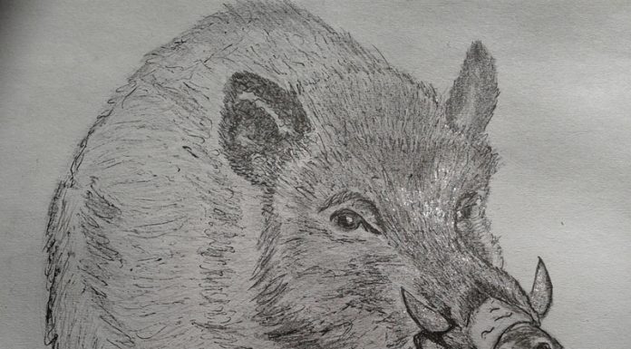 Povești din pădure – Groștei