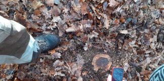 Mafia lemnului, reclamată la Bumbești-Pițic și Prigoria! 15 cetățeni din Cârligei și din Zorlești, prejudiciați cu sute de metri cubi de lemne