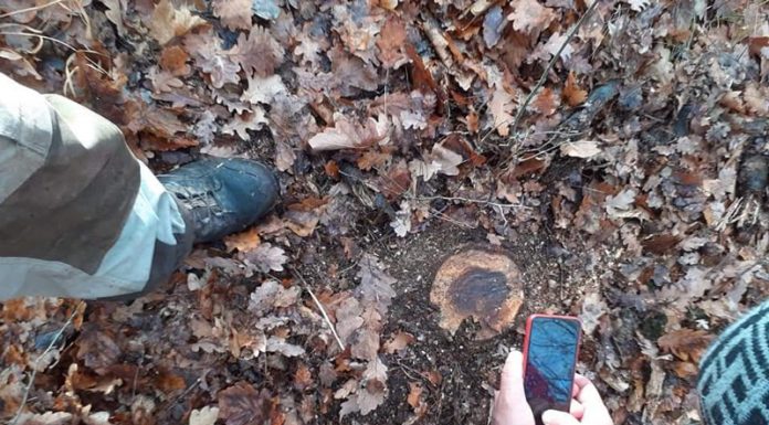 Mafia lemnului, reclamată la Bumbești-Pițic și Prigoria! 15 cetățeni din Cârligei și din Zorlești, prejudiciați cu sute de metri cubi de lemne