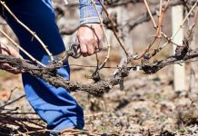 Agricultura pe înțelesul tuturor – Tăierile tehnologice la vie