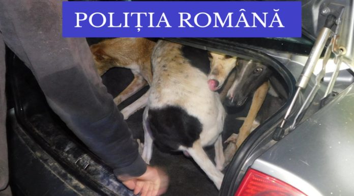 Militar condamnat pentru braconaj cu ogari, în Gorj