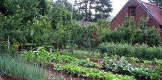 Agricultura pe înțelesul tuturor – Perioada de vegetaţie, recoltare și producția potențială a legumelor în grădina familială