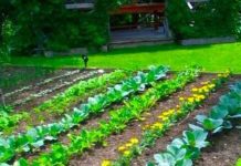 Agricultura pe înțelesul tuturor – Organizarea grădinii de legume