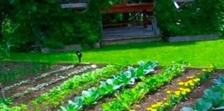 Agricultura pe înțelesul tuturor – Organizarea grădinii de legume