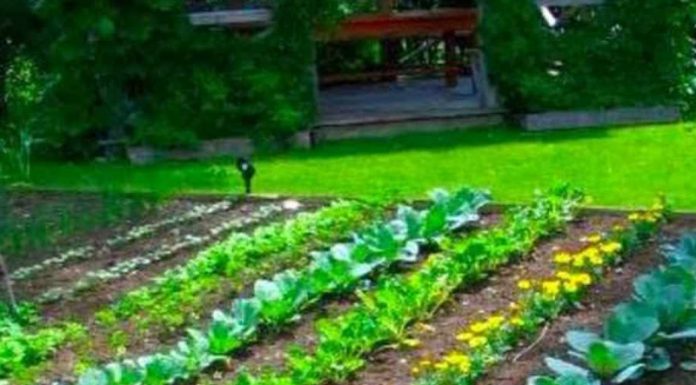 Agricultura pe înțelesul tuturor – Organizarea grădinii de legume