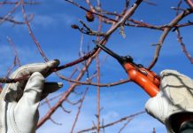 Agricultura pe înțelesul tuturor – Tăierile tehnologice la pomi și vie
