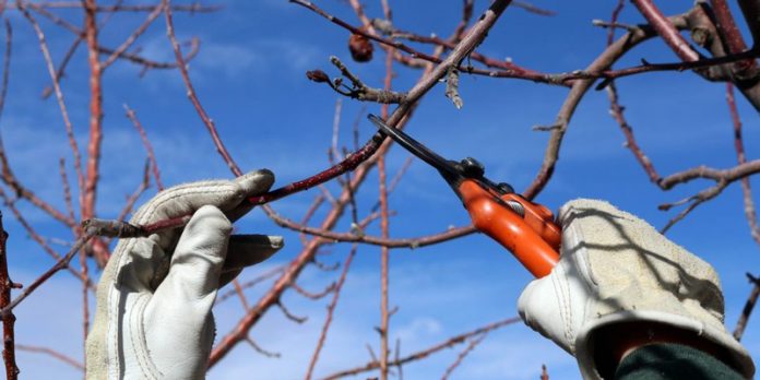 taierea-pomilor-1080x540