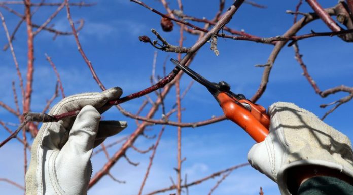 Agricultura pe înțelesul tuturor – Tăierile tehnologice la pomi și vie