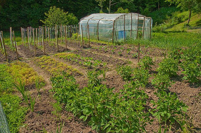 01-Gradina-de-legume-si-zarzavaturi-ECO