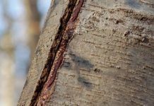 Agricultura pe înțelesul tuturor – Să ne protejăm ecologic grădina, casa