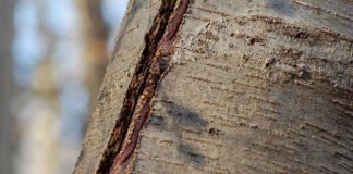 Agricultura pe înțelesul tuturor – Să ne protejăm ecologic grădina, casa