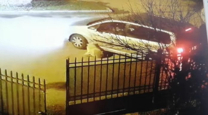 Foto/Cruzime fără margini, în Târgu Jiu: Câine călcat cu mașina de mai multe ori