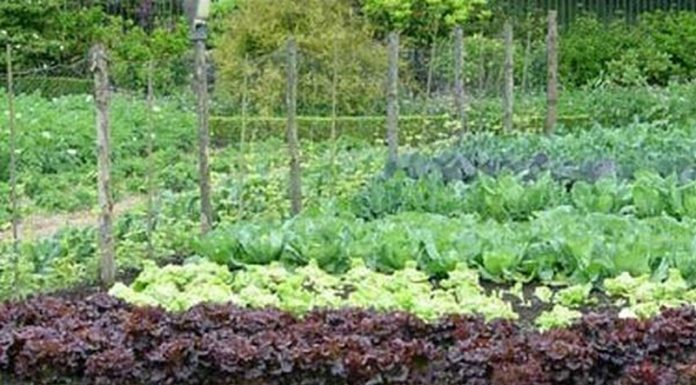 Agricultura pe înțelesul tuturor – Să ne protejăm ecologic grădina, casa