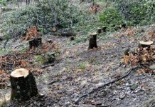 Tânăr din Cărbunești, în arest, pentru furt din pădurea de la Scoarța