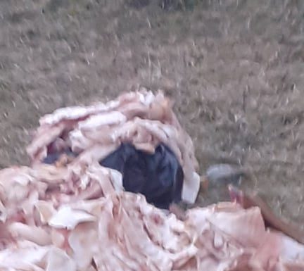 FOTO: Resturi de animale, aruncate pe Dealul Bârseștiului!