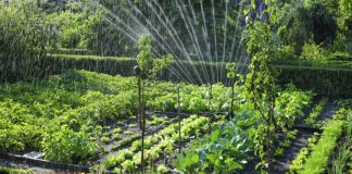 Agricultura pe înțelesul tuturor – Să ne protejăm ecologic grădina