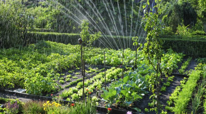 Agricultura pe înțelesul tuturor – Să ne protejăm ecologic grădina