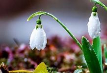 Temperaturi de 20 de grade în mijlocul iernii