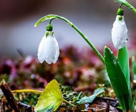 Vreme de primăvară