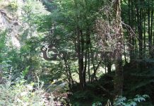 DRUMURI GORJENE – Pădurea de castani comestibili de la Topeşti