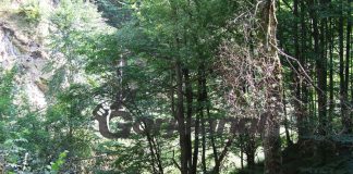 DRUMURI GORJENE – Pădurea de castani comestibili de la Topeşti