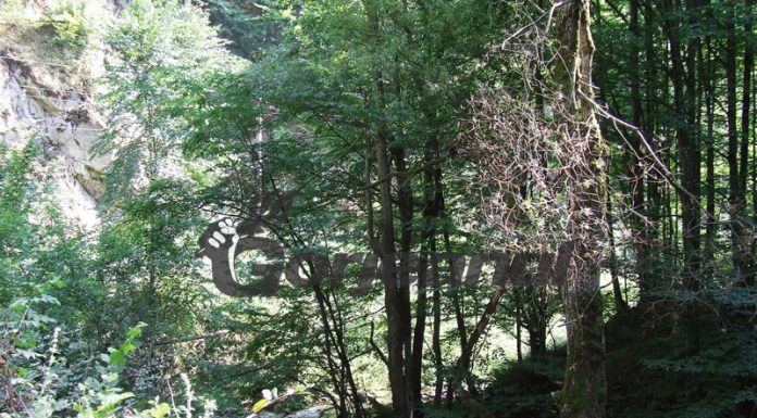 DRUMURI GORJENE – Pădurea de castani comestibili de la Topeşti