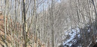 Fapte antisociale: Traversau cu mașinile, pline cu lemne, albiile Șușiței și Sohodolului