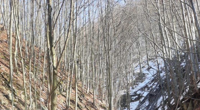 Fapte antisociale: Traversau cu mașinile, pline cu lemne, albiile Șușiței și Sohodolului