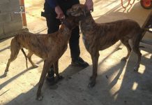 Braconieri de Țânțăreni prinși pe fondul de vânătoare Secu, cu doi căpriori și un iepure