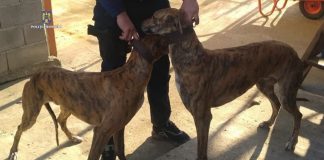 Braconieri de Țânțăreni prinși pe fondul de vânătoare Secu, cu doi căpriori și un iepure