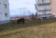 Bovine lăsate în libertate, proprietarul amendat