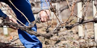 Agricultura pe înțelesul tuturor – Lucrări agricole în livada și via aflate în repausul vegetativ