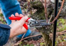 Agricultura pe înțelesul tuturor – Lucrări agricole în repausul vegetativ