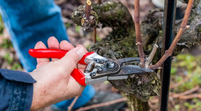 Agricultura pe înțelesul tuturor – Lucrări agricole în repausul vegetativ