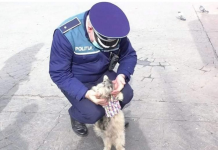 IPJ Gorj: Toți cățeii trebuie înregistrați. În caz contrar, amenzi de până la 10.000 de lei